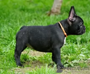 Foto №3. Französische Bulldogge. Deutschland