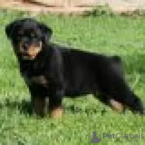 Foto №2 zu Ankündigung № 128435 zu verkaufen rottweiler - einkaufen Deutschland züchter