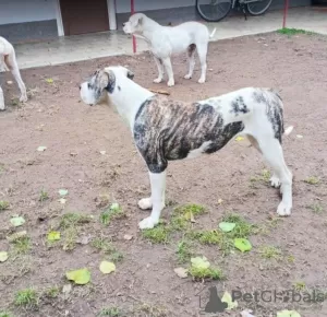 Zusätzliche Fotos: Amerikanische Bulldogge Hündinnen zu verkaufen