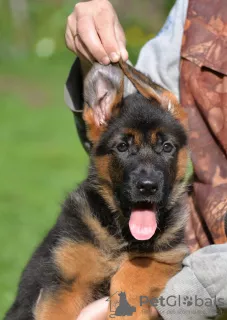 Foto №2 zu Ankündigung № 7805 zu verkaufen deutscher schäferhund - einkaufen Russische Föderation züchter