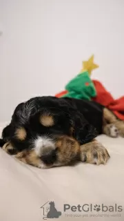 Foto №1. english cocker spaniel - zum Verkauf in der Stadt Kwidzyn | 900€ | Ankündigung № 129003