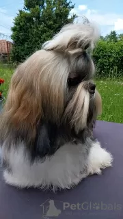 Zusätzliche Fotos: Ich verkaufe Shih Tzu Welpen mit FCI-Dokumenten