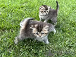 Zusätzliche Fotos: Schottische Kätzchen Scottish Fold und Scottish Straight