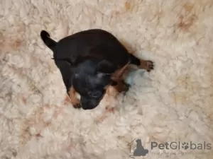 Foto №1. zwergpinscher - zum Verkauf in der Stadt Płock | 150€ | Ankündigung № 35418