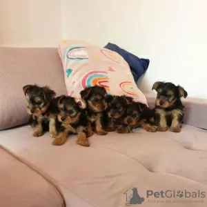 Foto №1. yorkshire terrier - zum Verkauf in der Stadt Tampa | 425€ | Ankündigung № 129575