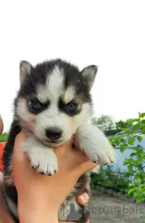 Foto №1. siberian husky - zum Verkauf in der Stadt Тавда | 56€ | Ankündigung № 10592