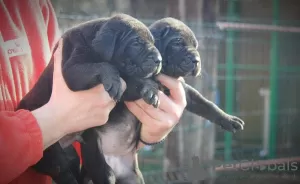 Zusätzliche Fotos: Cane Corso Welpen