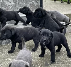 Zusätzliche Fotos: Cane Corso-Welpen