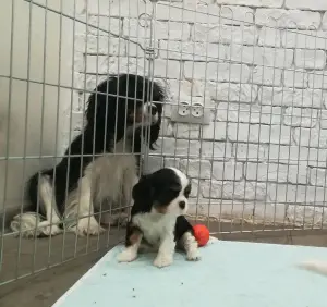 Foto №1. cavalier king charles spaniel - zum Verkauf in der Stadt Zaporizhia | 900€ | Ankündigung № 4616