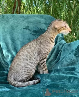 Foto №2 zu Ankündigung № 50410 zu verkaufen savannah-katze - einkaufen USA quotient 	ankündigung