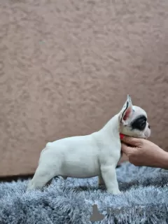 Foto №3. Wunderschöne französische Bulldoggenwelpen. Serbien