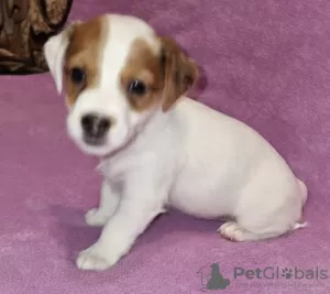 Foto №2 zu Ankündigung № 129661 zu verkaufen jack russell terrier - einkaufen Russische Föderation quotient 	ankündigung