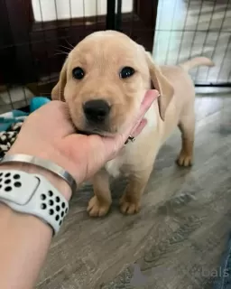 Foto №1. labrador retriever - zum Verkauf in der Stadt Gregolimano | verhandelt | Ankündigung № 128775