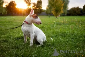 Zusätzliche Fotos: Verkauf von Standard-Bullterrier-Welpen