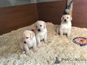 Foto №1. labrador retriever - zum Verkauf in der Stadt Дрезден | 150€ | Ankündigung № 129382