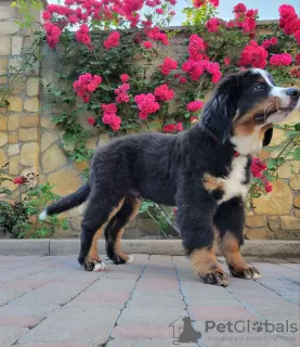 Foto №2 zu Ankündigung № 20675 zu verkaufen berner sennenhund - einkaufen Italien züchter