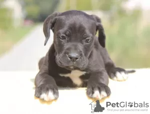 Zusätzliche Fotos: Cane Corso Welpen zu verkaufen