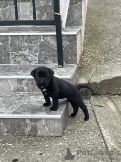 Foto №4. Ich werde verkaufen cane corso italiano in der Stadt Smederevska Palanka. quotient 	ankündigung - preis - verhandelt