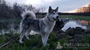 Foto №1. alaskan malamute - zum Verkauf in der Stadt Cherson | 93€ | Ankündigung № 13707