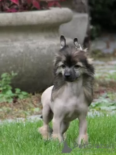 Foto №1. chinesischer schopfhund - zum Verkauf in der Stadt Piaseczno | 1250€ | Ankündigung № 77895