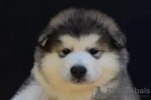 Foto №4. Ich werde verkaufen alaskan malamute in der Stadt Šid.  - preis - verhandelt