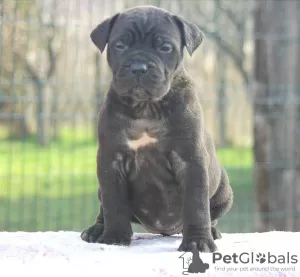 Foto №4. Ich werde verkaufen cane corso italiano in der Stadt Vršac.  - preis - Frei