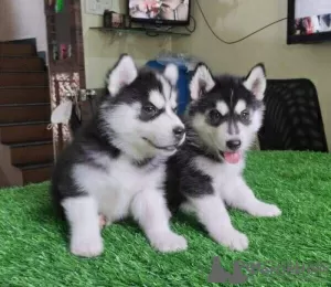 Foto №2 zu Ankündigung № 84959 zu verkaufen siberian husky - einkaufen USA 