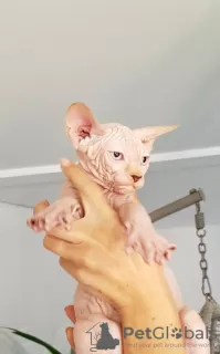 Foto №1. sphynx-katze - zum Verkauf in der Stadt Berlin | 550€ | Ankündigung № 127492