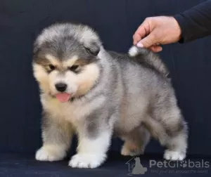 Foto №1. alaskan malamute - zum Verkauf in der Stadt Šid | verhandelt | Ankündigung № 129121