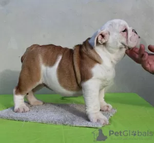 Zusätzliche Fotos: ENGLISCHE BULLDOGGE Welpen