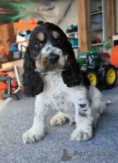 Foto №4. Ich werde verkaufen english cocker spaniel in der Stadt Żelazna. züchter - preis - 600€