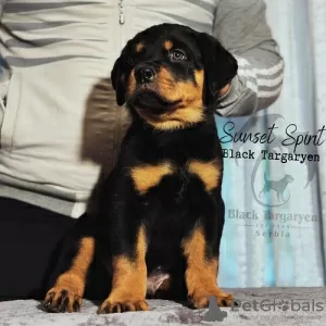 Foto №4. Ich werde verkaufen rottweiler in der Stadt Zrenjanin.  - preis - Frei