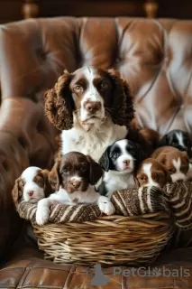 Foto №1. welsh springer spaniel - zum Verkauf in der Stadt Mannheim | 106€ | Ankündigung № 129617