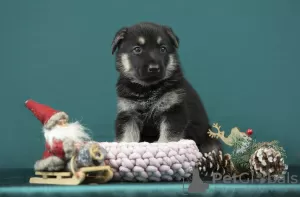 Foto №1. osteuropäischer schäferhund - zum Verkauf in der Stadt Riga | verhandelt | Ankündigung № 128583