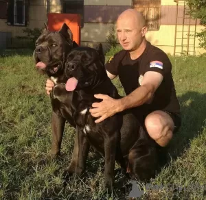 Foto №1. cane corso italiano - zum Verkauf in der Stadt Салоники | 400€ | Ankündigung № 24819