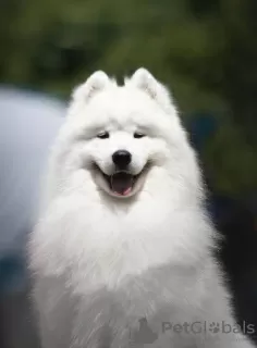 Foto №3. Lovely Snow Diamonds Samoyed Kennel (HU). Ungarn