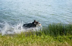 Foto №2 zu Ankündigung № 2884 zu verkaufen alaskan malamute - einkaufen Weißrussland vom kindergarten