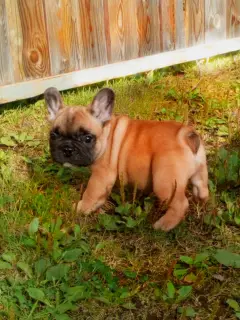 Foto №2 zu Ankündigung № 3289 zu verkaufen französische bulldogge - einkaufen Russische Föderation züchter