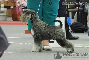 Foto №4. Ich werde verkaufen schnauzer in der Stadt Stargard Szczeciński. züchter - preis - verhandelt