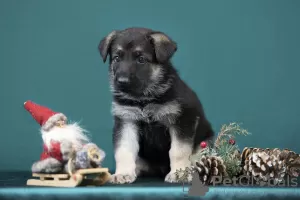 Foto №1. osteuropäischer schäferhund - zum Verkauf in der Stadt Riga | verhandelt | Ankündigung № 128580