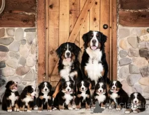 Foto №1. berner sennenhund - zum Verkauf in der Stadt Region Hannover | 100€ | Ankündigung № 129405