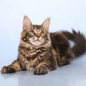 Foto №2 zu Ankündigung № 1453 zu verkaufen maine-coon-katze - einkaufen Russische Föderation quotient 	ankündigung