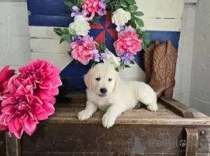 Foto №2 zu Ankündigung № 126882 zu verkaufen golden retriever - einkaufen Portugal 