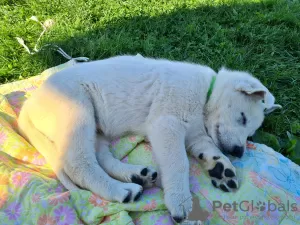 Zusätzliche Fotos: Weißer Schweizer Schäferhund mit kurzen Haaren