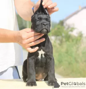 Zusätzliche Fotos: Cane Corso Welpen zu verkaufen