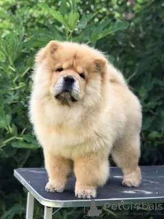 Foto №4. Ich werde verkaufen chow-chow in der Stadt Šid.  - preis - verhandelt