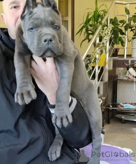 Foto №3. CANE CORSO WELPEN. Griechenland