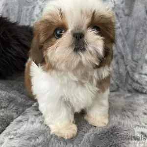 Foto №2 zu Ankündigung № 125796 zu verkaufen shih tzu - einkaufen Schweiz 