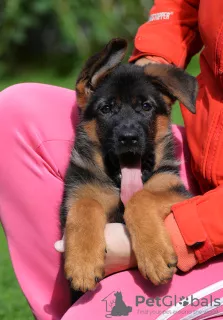 Foto №1. deutscher schäferhund - zum Verkauf in der Stadt Москва | verhandelt | Ankündigung № 7805