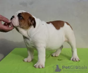 Foto №2 zu Ankündigung № 127949 zu verkaufen englische bulldogge - einkaufen Serbien 